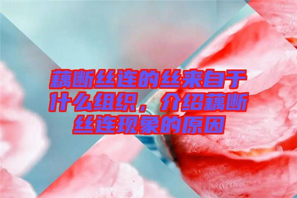 藕斷絲連的絲來自于什么組織，介紹藕斷絲連現象的原因
