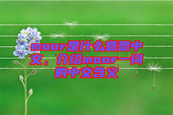moor是什么意思中文，介紹moor一詞的中文含義
