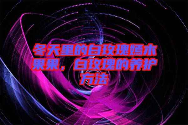 冬天里的白玫瑰嫣木果果，白玫瑰的養(yǎng)護(hù)方法