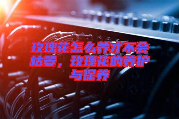 玫瑰花怎么養才不會枯萎,玫瑰花的養護與保養