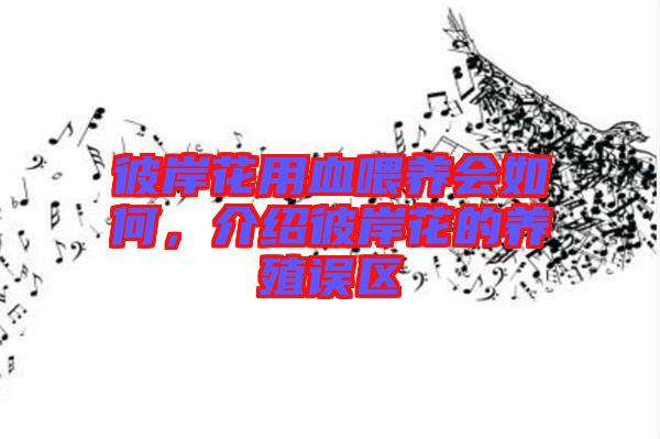 彼岸花用血喂養(yǎng)會(huì)如何,介紹彼岸花的養(yǎng)殖誤區(qū)