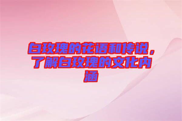 白玫瑰的花語和傳說,了解白玫瑰的文化內(nèi)涵