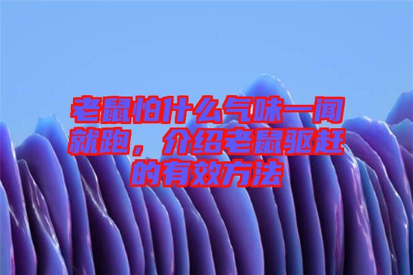 老鼠怕什么氣味一聞就跑，介紹老鼠驅趕的有效方法