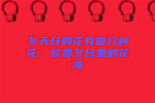 冬天開的花有哪幾種花，欣賞冬日里的花海