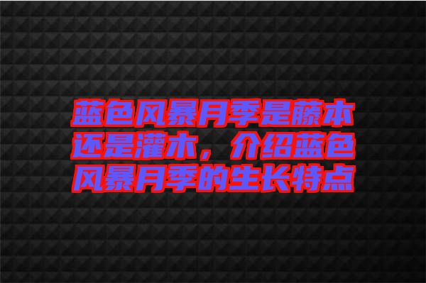 藍(lán)色風(fēng)暴月季是藤本還是灌木,介紹藍(lán)色風(fēng)暴月季的生長特點(diǎn)