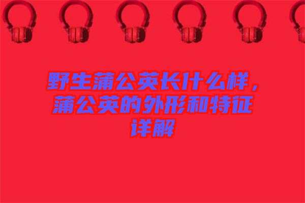 野生蒲公英長什么樣,蒲公英的外形和特征詳解